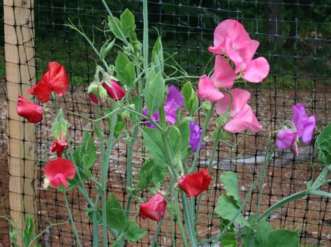 How to Grow and Care for Sweet Peas - World of Flowering Plants