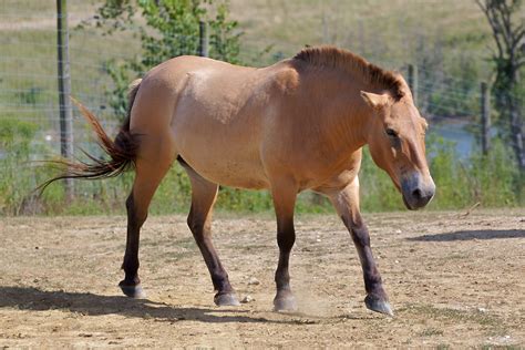 File:Przewalski's Horse at The Wilds.jpg