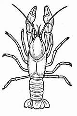 Crustacean Archives  ColouringPages sketch template