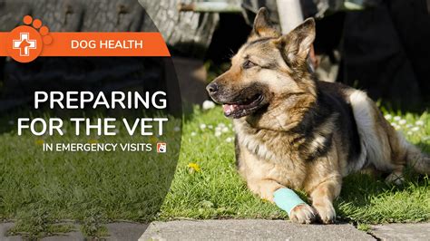 Preparing For The Vet in Emergency Visits – Boneo Canine