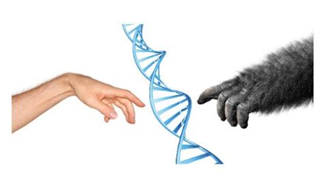 Heredity and evolution: definitions and differences - sciencequery.com