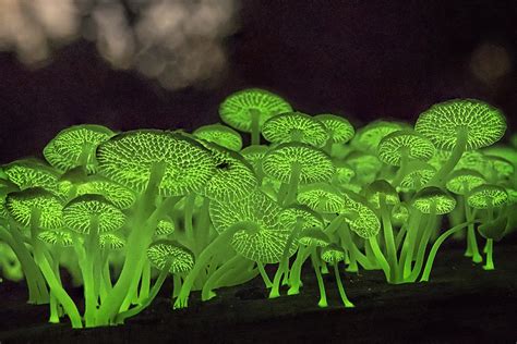 Nature's Wonder: Bioluminescent Fungi by Chris_Ang - DPChallenge