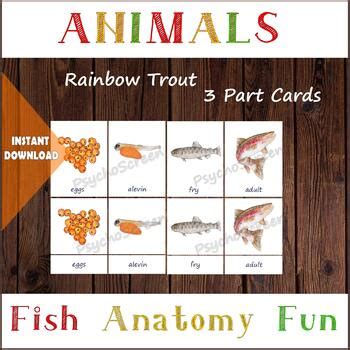 Rainbow trout anatomy, life cycle, 3D model, Printable flashcards, 3 Part cards