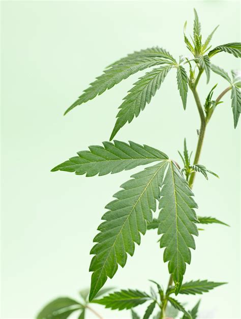 Premium Photo | Cannabis marijuana plant on a green isolated background ...