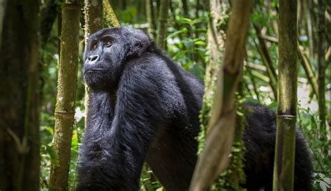 Gorilla trekking in the DRC | Congo Gorilla Trekking Tours | Congo