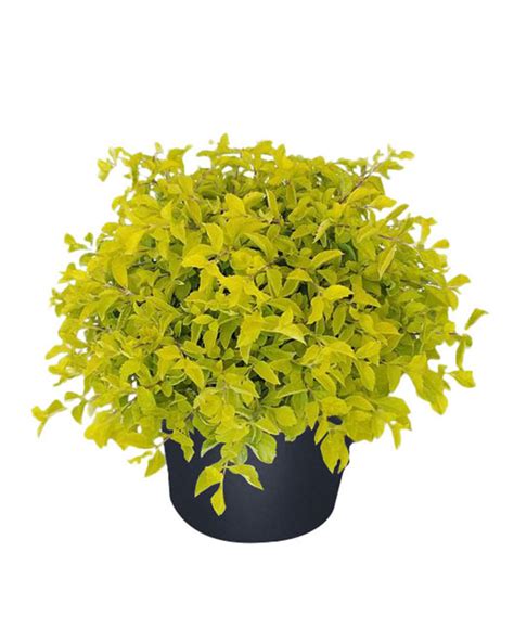 Gold Mound Duranta | PlantVine