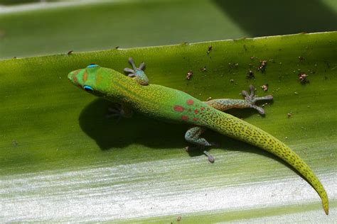 Gold Dust Day Gecko - A Hawaiian Interloper - FM Forums