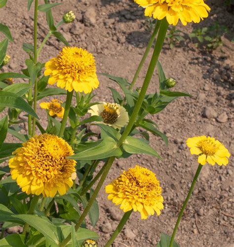 Lemon Cupcake Zinnia Seeds – West Coast Seeds