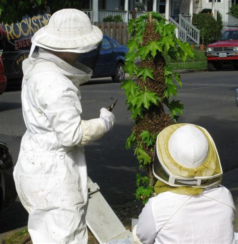 Capturing a Honey Bee Swarm - What's That Bug?