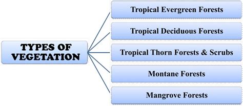 The 5 Types of Natural Vegetation in India and Their Charactersitics – Civilsdaily