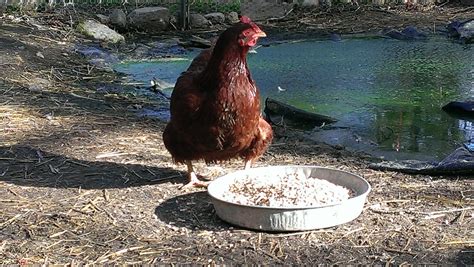 is this hen egg bound? | BackYard Chickens - Learn How to Raise Chickens