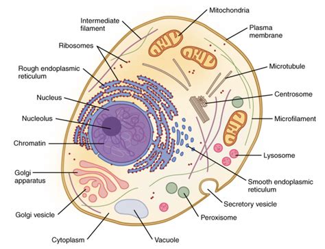 Prelim Biology: Cell Organelles of Eukaryotes