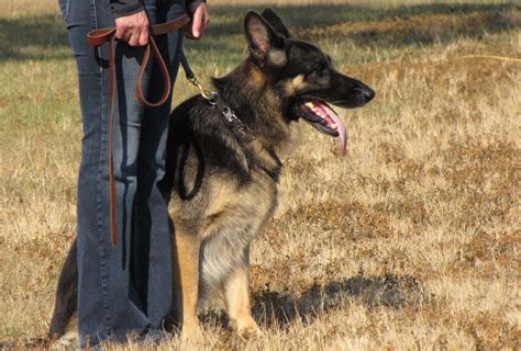 The Best Dog Training Treats | Natural Dog Owner