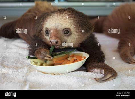 Hoffmann's Two-toed Sloth (Choloepus hoffmanni) orphaned baby feeding ...