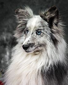 Shetland Sheepdog - Wikipedia