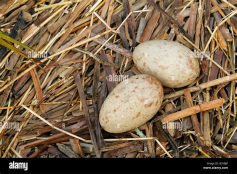 USA, Florida, Indian Lake Estates. Sandhill crane eggs in nest Stock Photo - Alamy