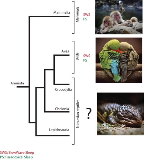 Evolution of sleep states - Paul-Antoine Libourel