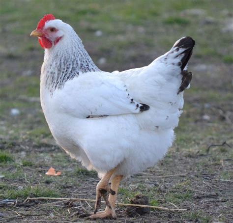 Delaware | Chickens backyard, Cute chickens, Bantam chickens