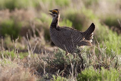 U.S. Senators Approve Nullifying Lesser Prairie Chicken as Threatened ...