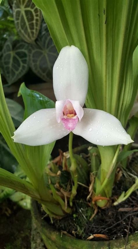 Monja Blanca | Orchid flower, Orchids, Flowers