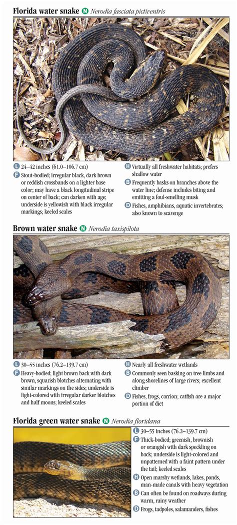 Florida Poisonous Snake Identification Chart