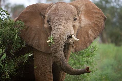 African Elephant | Some True Facts & Fresh Photos | Wildlife Of World