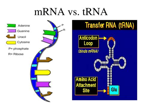 Difference Between Mrna And Trna Structure Function Synthesis | Images and Photos finder