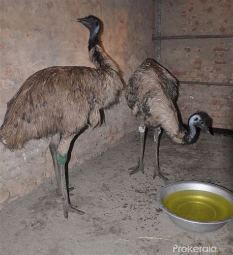 A pair of giant Emu Bird, which is being brought to the Assam State Zoo cum Botanical Garden in ...