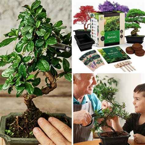 Elevate Your Gardening Skills With These Top 5 Bonsai Tree Kits!