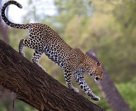 Leopard | Description, Habitat, & Facts | Britannica