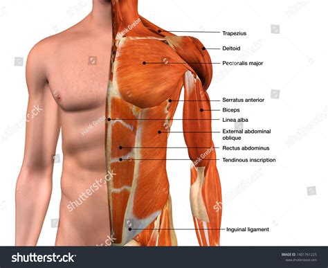 Torso Model Labeled Posterior