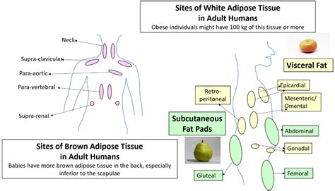 Sites of Brown Adipose Tissue and White Adipose Tissue in Adult Humans. | Download Scientific ...