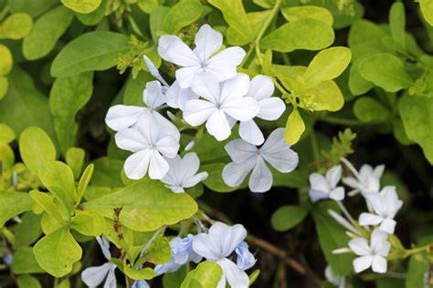 Plumbago auriculata f. alba (White Cape Leadwort)