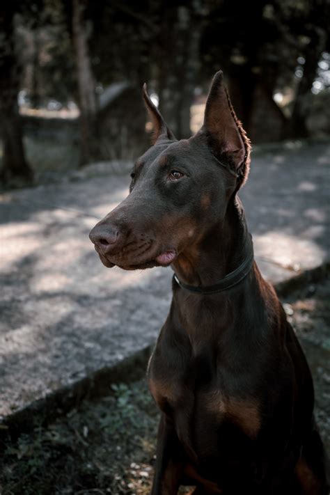 Doberman Portraits Photos, Download The BEST Free Doberman Portraits ...