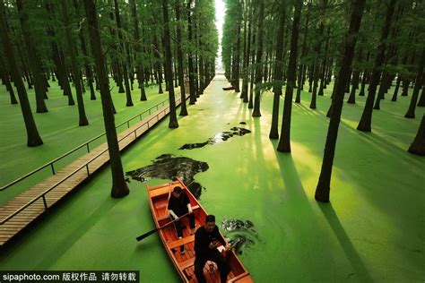 Ecological tourism revitalizes Jiangsu's wetland park - Chinadaily.com.cn