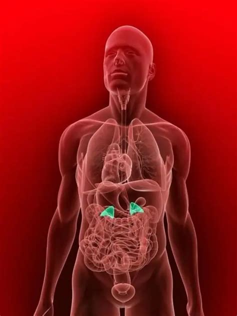 Conn Syndrome: Causes, Symptoms and Treatments - Diseases and conditions 2023