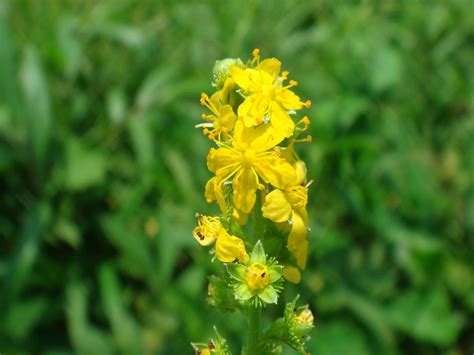 Agrimonia pilosa Ledebour var. pilosa