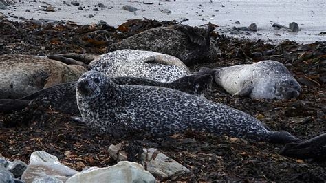 How can some ocean animals avoid predators? - KS2 Sustainability ...