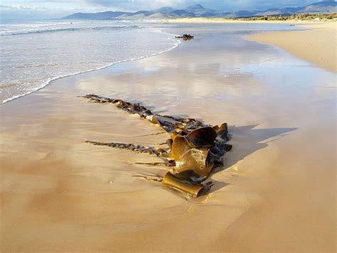 Scamander Beach - East Coast Tasmania