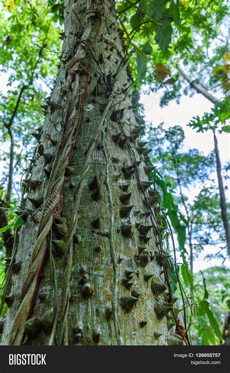 Ceiba Kapok Tree (Ceiba Pentandra) Image & Photo | Bigstock