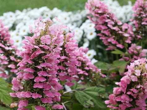 Hydrangea Varieties You'll Love | HGTV