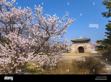 Gyeongbokgung Palace with cherry blossom, Seoul, South Korea Stock ...