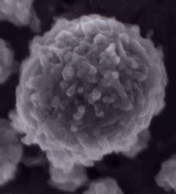 Structure: The Casein Micelle | Food Science