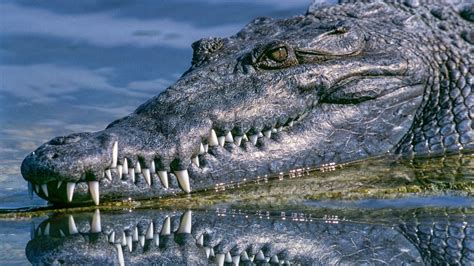 Two alligators seen along North Carolina beach