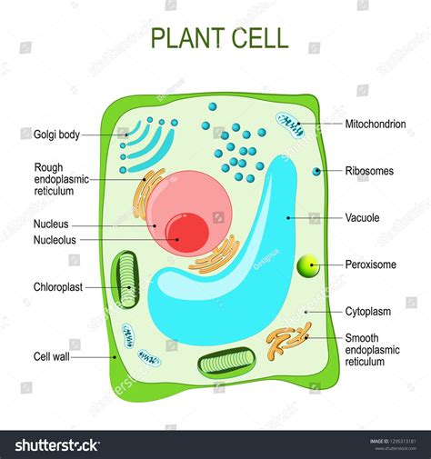 Plant cell anatomy. cross section. structure of a Eukaryotic cell ...