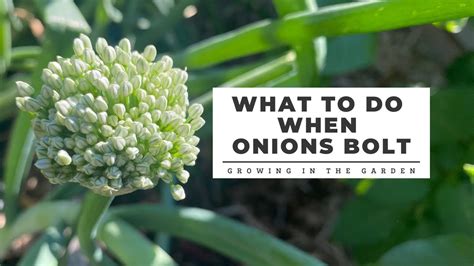 What to do when ONIONS BOLT: Growing in the Garden - YouTube