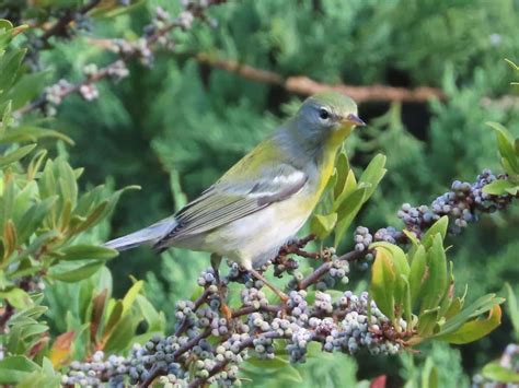 PHOTOS: Warbler migration begins - OBX Today