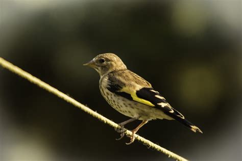 Juvenile Goldfinch by KeithMac | ePHOTOzine