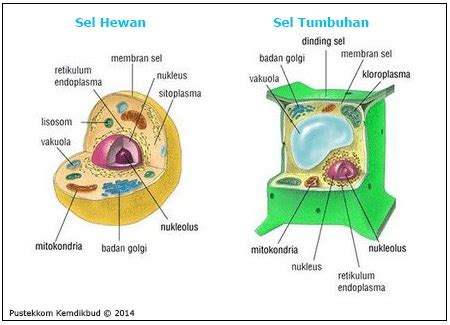 pengertian dari sel hewan eukariotik - Diane Wallace