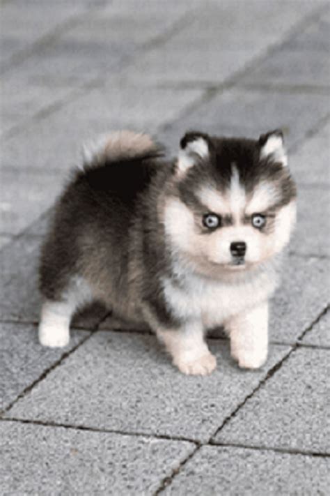 miniature pomsky for sale very cheap pomsky available to good home ...